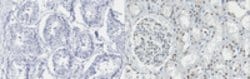 MuLV TM Mouse anti-Virus, Clone: 42-114, MilliporeSigma 25 &mu;L;Unconjugated:Antibodies,
